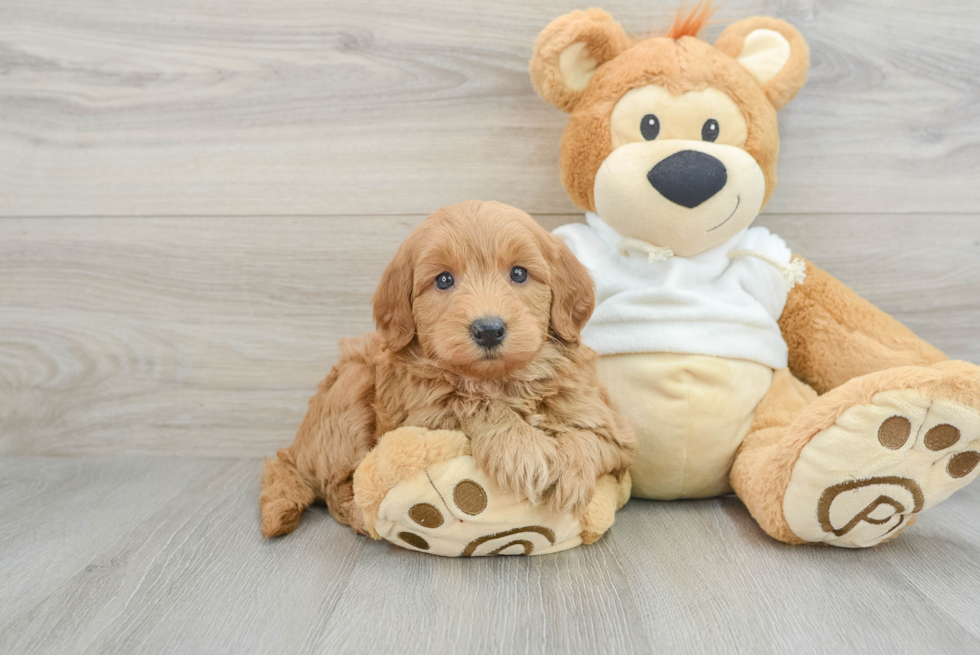 Small Mini Goldendoodle Baby