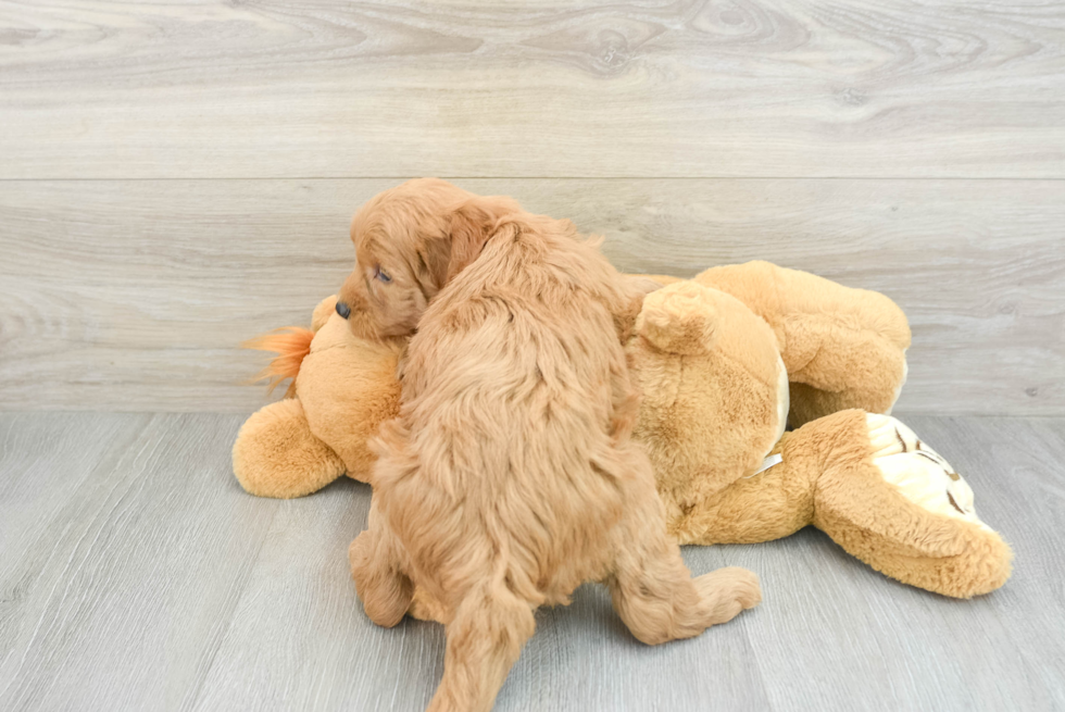 Best Mini Goldendoodle Baby