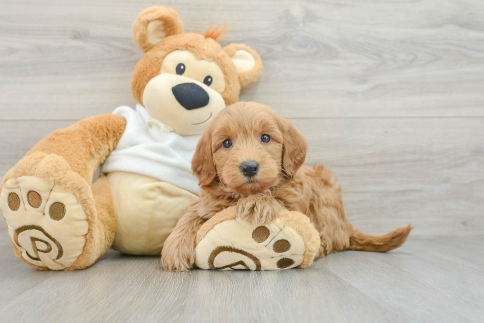 Cute Mini Goldendoodle Baby