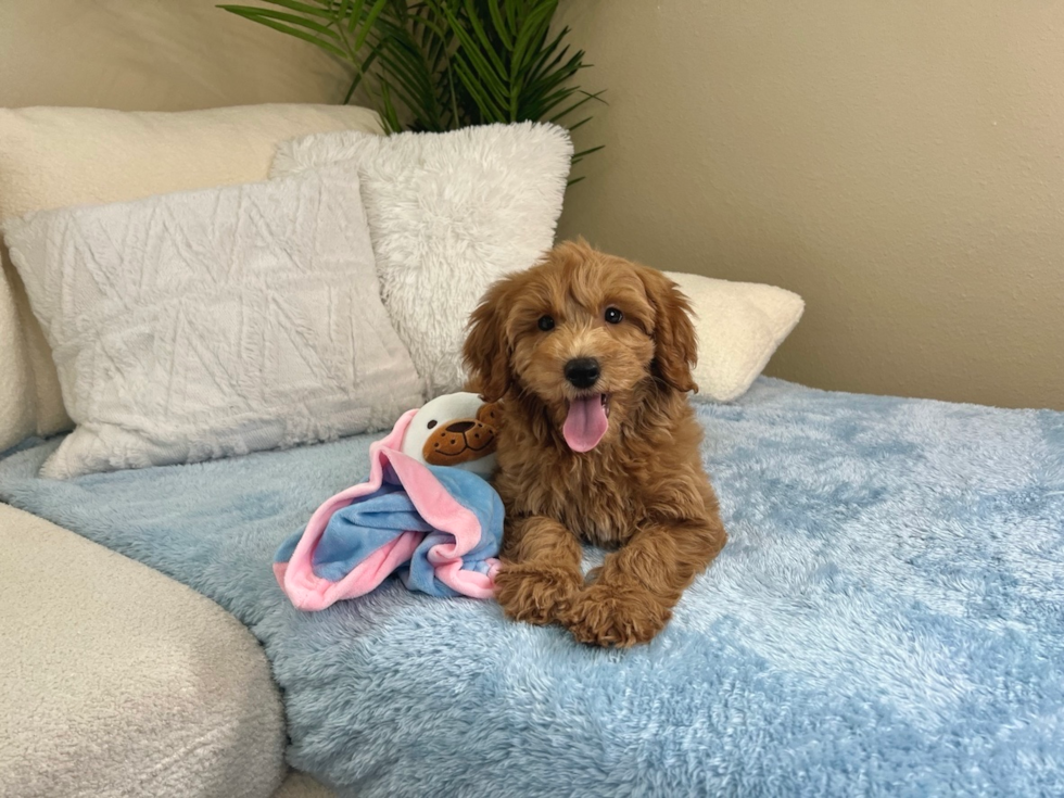 Best Mini Goldendoodle Baby