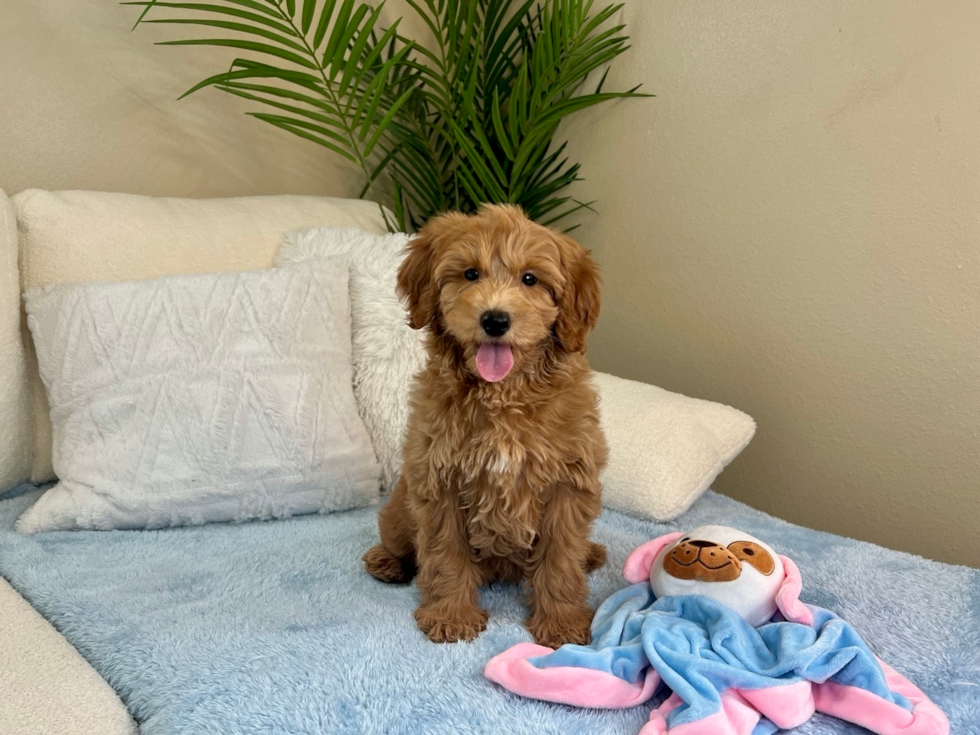 Cute Mini Goldendoodle Baby