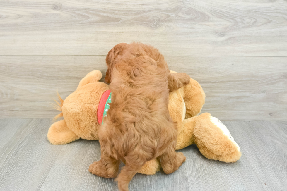 Mini Goldendoodle Pup Being Cute