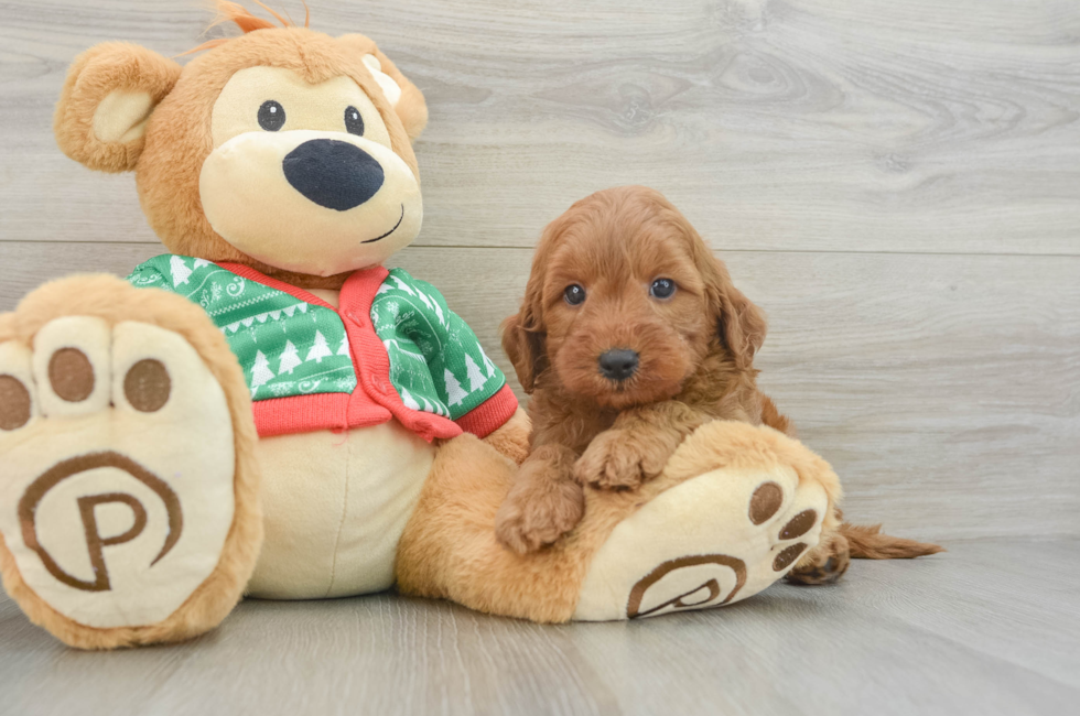 6 week old Mini Goldendoodle Puppy For Sale - Lone Star Pups