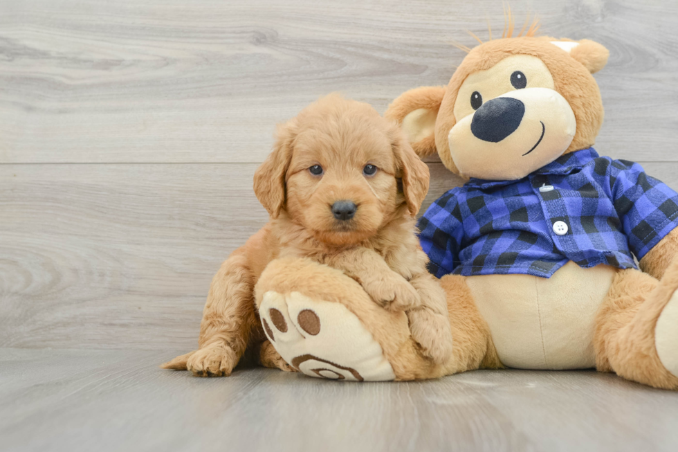 Mini Goldendoodle Puppy for Adoption