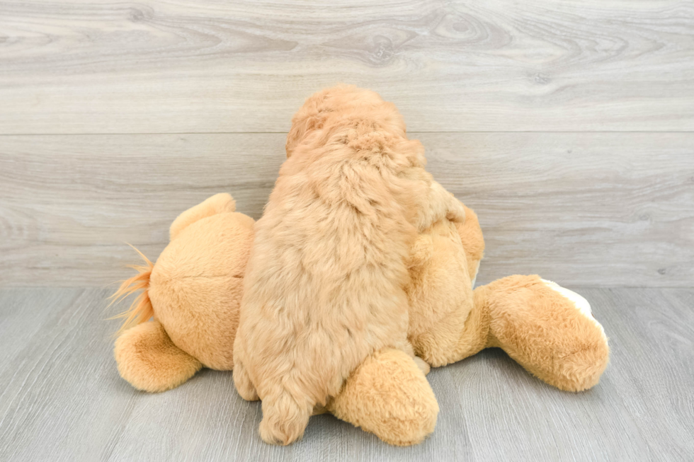 Fluffy Mini Goldendoodle Poodle Mix Pup