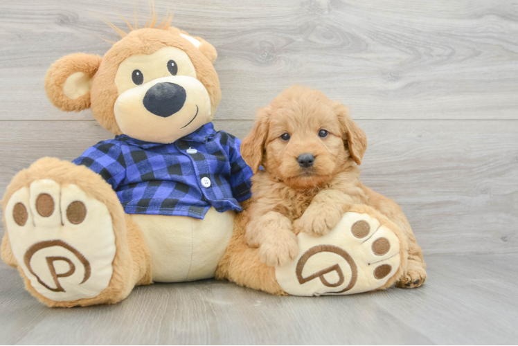 Adorable Golden Retriever Poodle Mix Poodle Mix Puppy