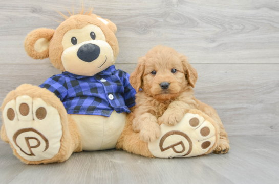 Adorable Golden Retriever Poodle Mix Poodle Mix Puppy