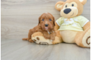 Popular Mini Goldendoodle Poodle Mix Pup