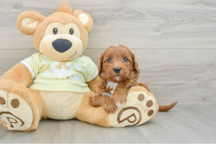 Sweet Mini Goldendoodle Baby