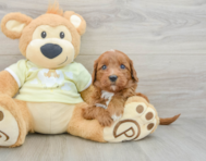 7 week old Mini Goldendoodle Puppy For Sale - Lone Star Pups