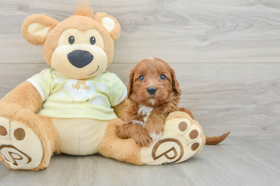6 week old Mini Goldendoodle Puppy For Sale - Lone Star Pups