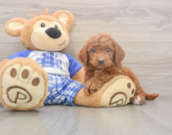 6 week old Mini Goldendoodle Puppy For Sale - Lone Star Pups