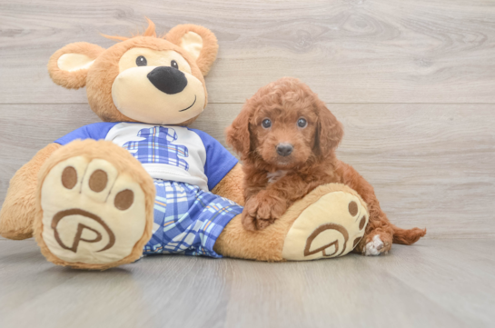 6 week old Mini Goldendoodle Puppy For Sale - Lone Star Pups Small Mini Goldendoodle Baby