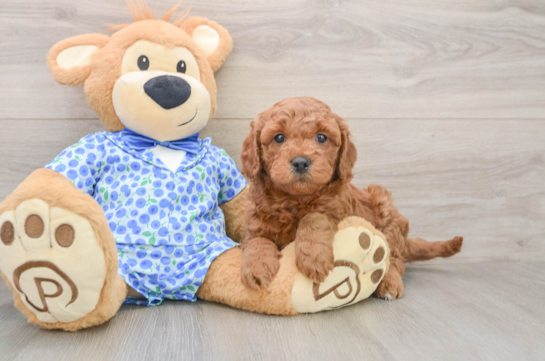 Popular Mini Goldendoodle Poodle Mix Pup