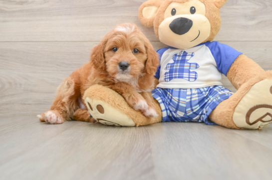 Adorable Golden Retriever Poodle Mix Poodle Mix Puppy