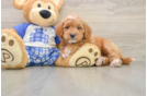 Mini Goldendoodle Pup Being Cute