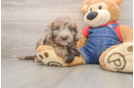 Mini Goldendoodle Puppy for Adoption