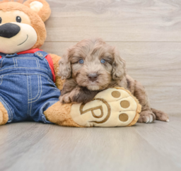 7 week old Mini Goldendoodle Puppy For Sale - Lone Star Pups