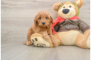 Funny Mini Goldendoodle Poodle Mix Pup