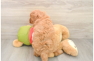Best Mini Goldendoodle Baby