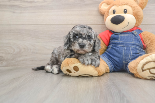 EGO, a Mini Goldendoodle littermate