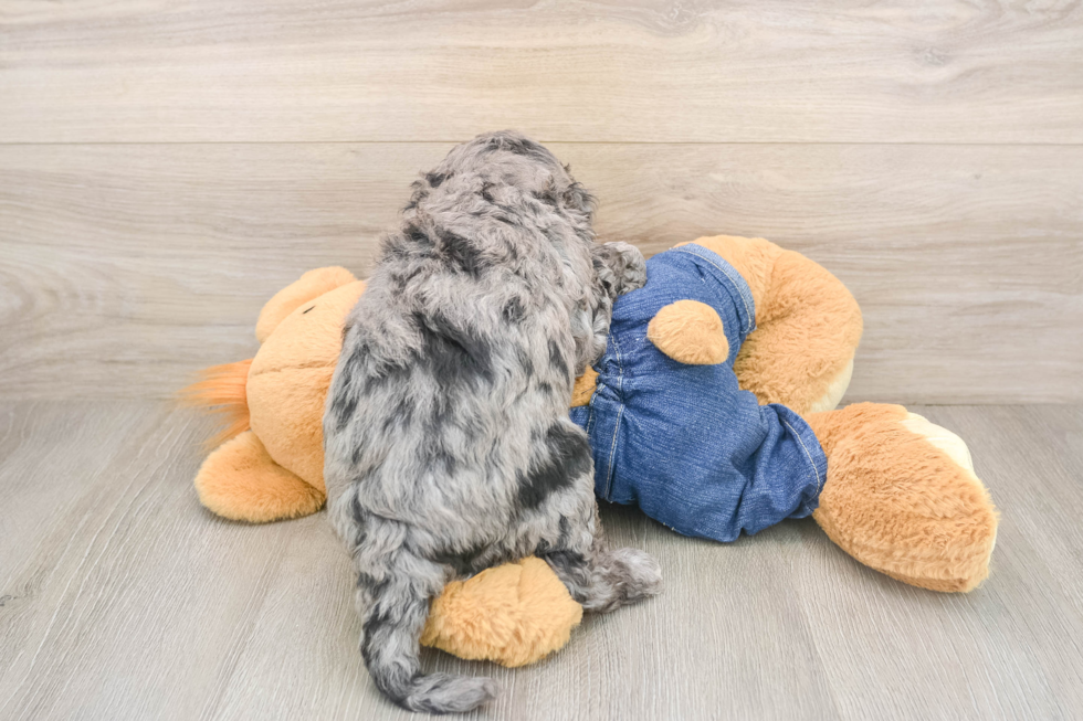 Adorable Golden Retriever Poodle Mix Poodle Mix Puppy