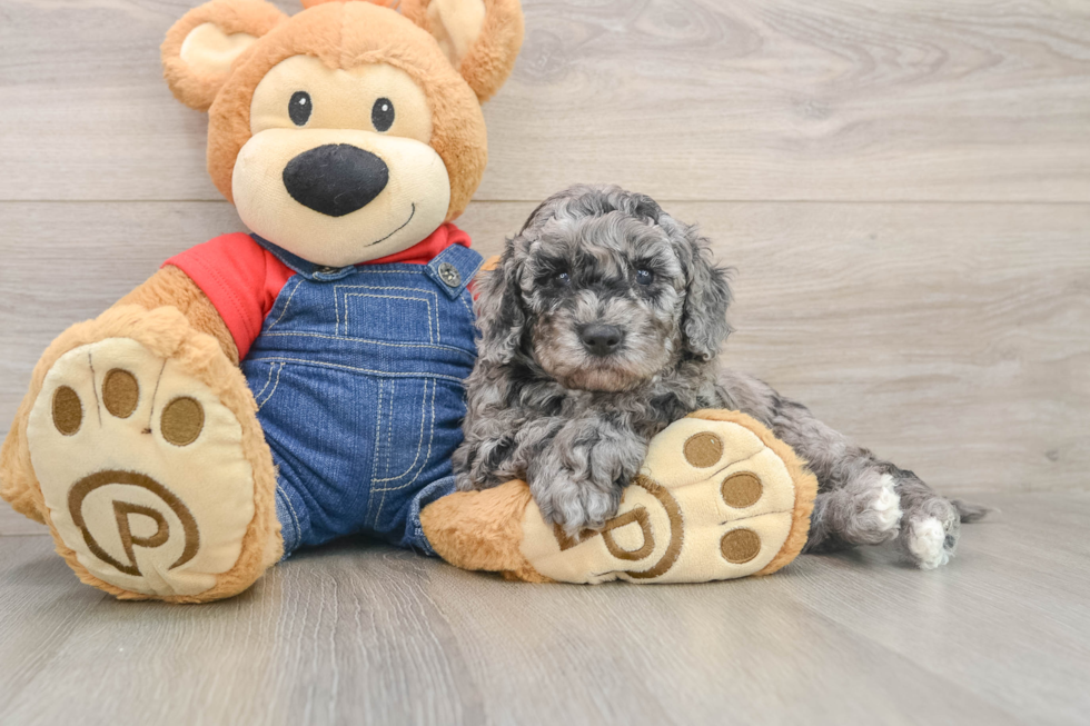 Energetic Golden Doodle Poodle Mix Puppy