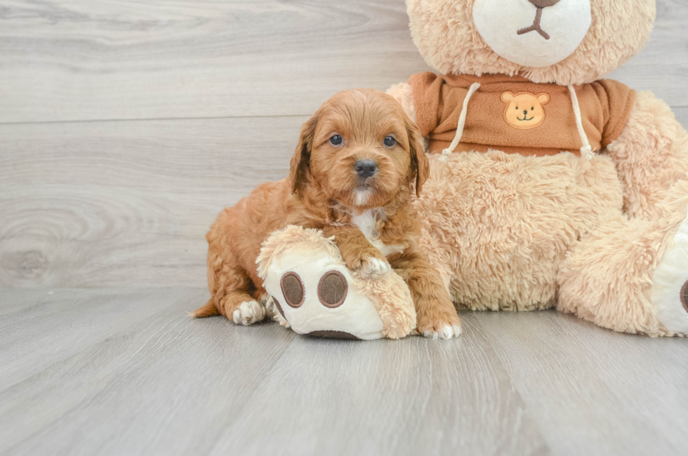 6 week old Mini Goldendoodle Puppy For Sale - Lone Star Pups