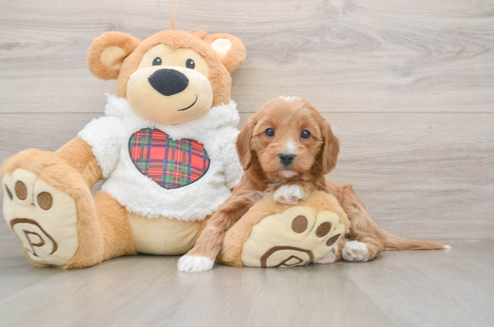 5 week old Mini Goldendoodle Puppy For Sale - Lone Star Pups