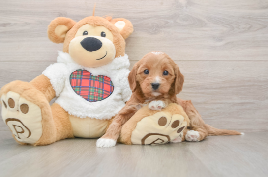 Best Mini Goldendoodle Baby