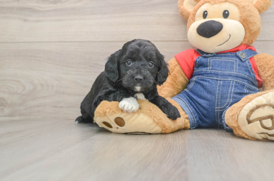 Best Mini Goldendoodle Baby