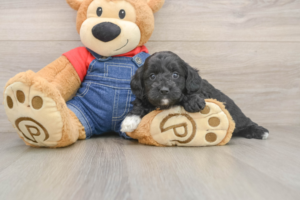Mini Goldendoodle Pup Being Cute