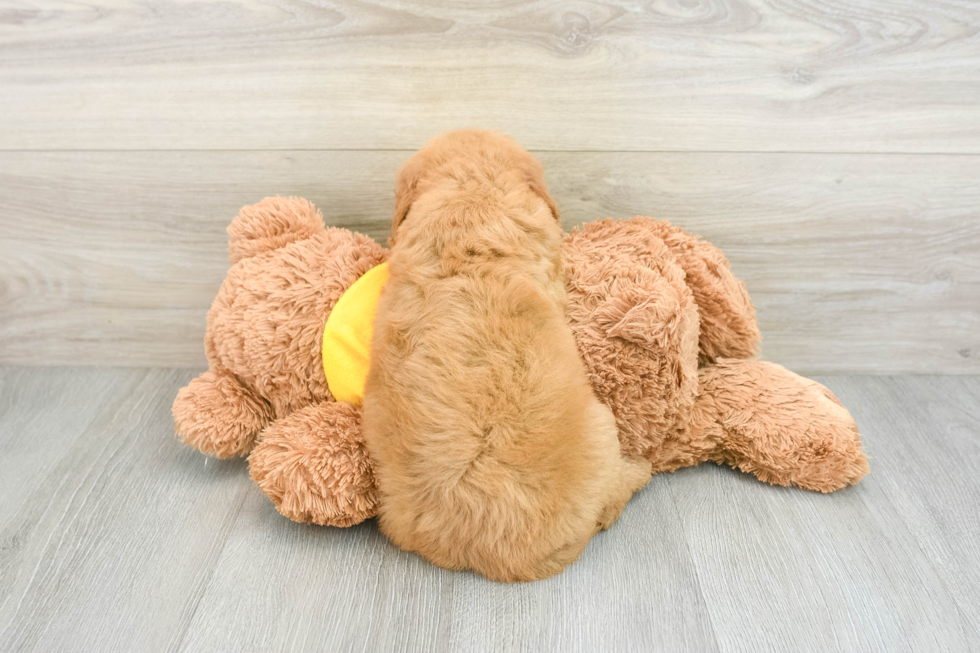 Happy Mini Goldendoodle Baby