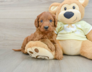 7 week old Mini Goldendoodle Puppy For Sale - Lone Star Pups