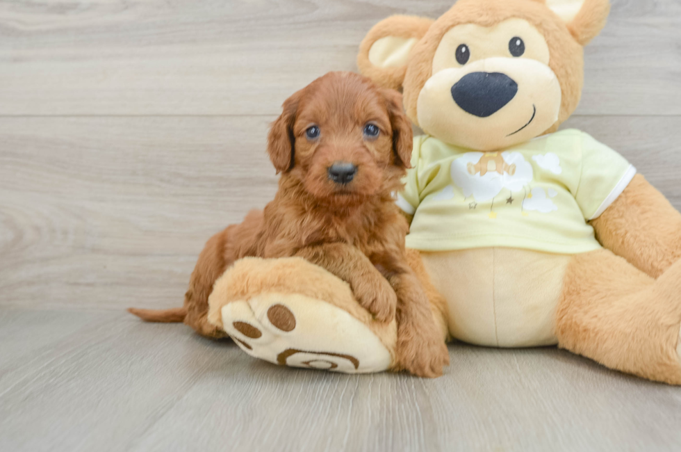 6 week old Mini Goldendoodle Puppy For Sale - Lone Star Pups
