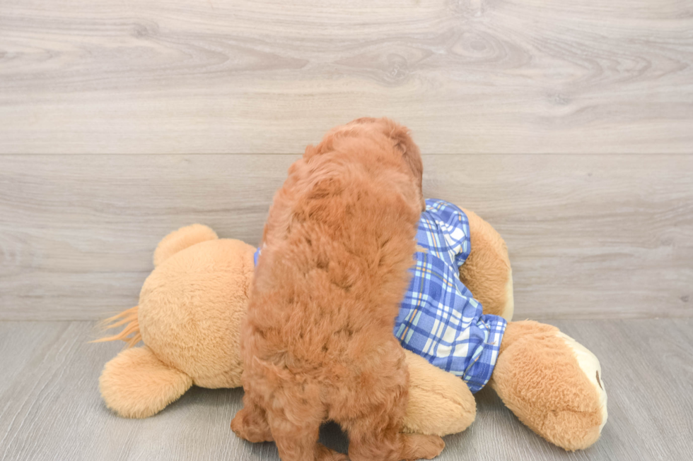 Meet Eli - our Mini Goldendoodle Puppy Photo  3/3 - Lone Star Pups Cute Mini Goldendoodle Baby