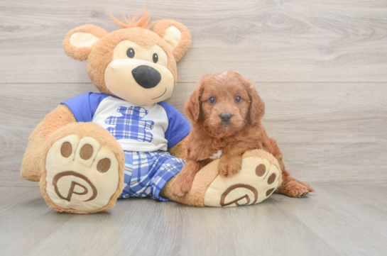 6 week old Mini Goldendoodle Puppy For Sale - Lone Star Pups Mini Goldendoodle Puppy for Adoption