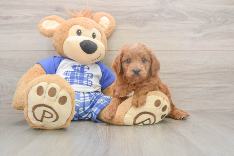 Meet Eli - our Mini Goldendoodle Puppy Photo  1/3 - Lone Star Pups Mini Goldendoodle Puppy for Adoption