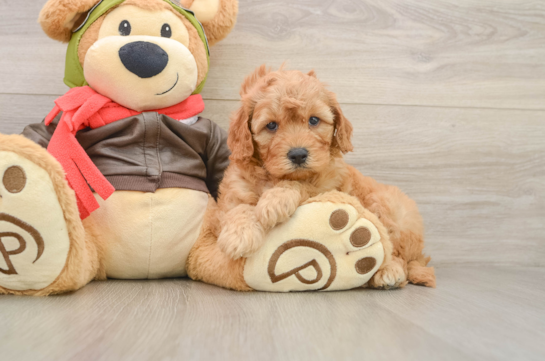 Energetic Golden Doodle Poodle Mix Puppy