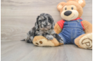 Petite Mini Goldendoodle Poodle Mix Pup