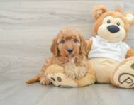 9 week old Mini Goldendoodle Puppy For Sale - Lone Star Pups