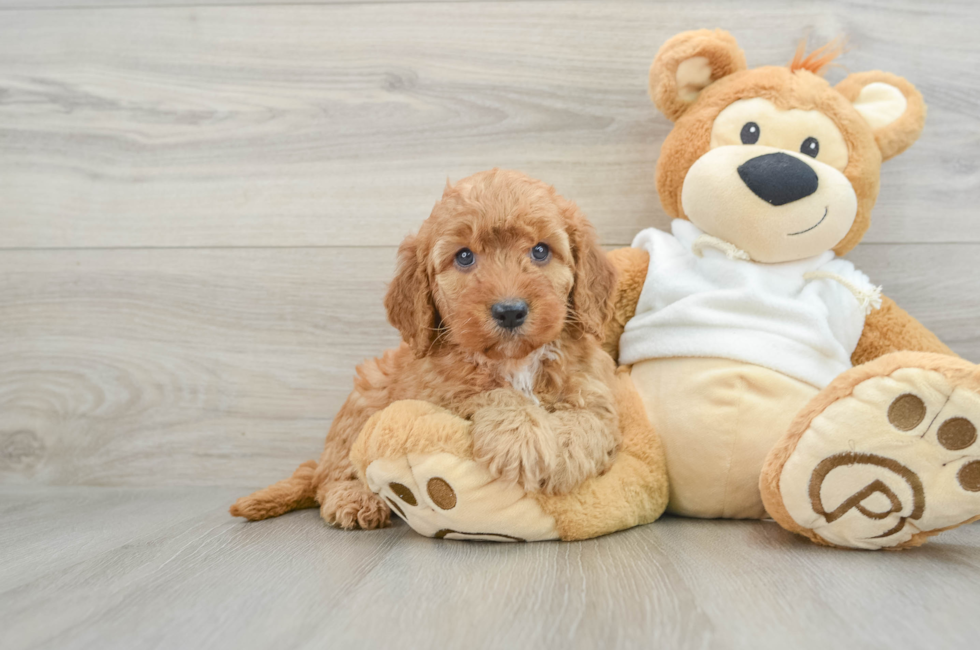 9 week old Mini Goldendoodle Puppy For Sale - Lone Star Pups