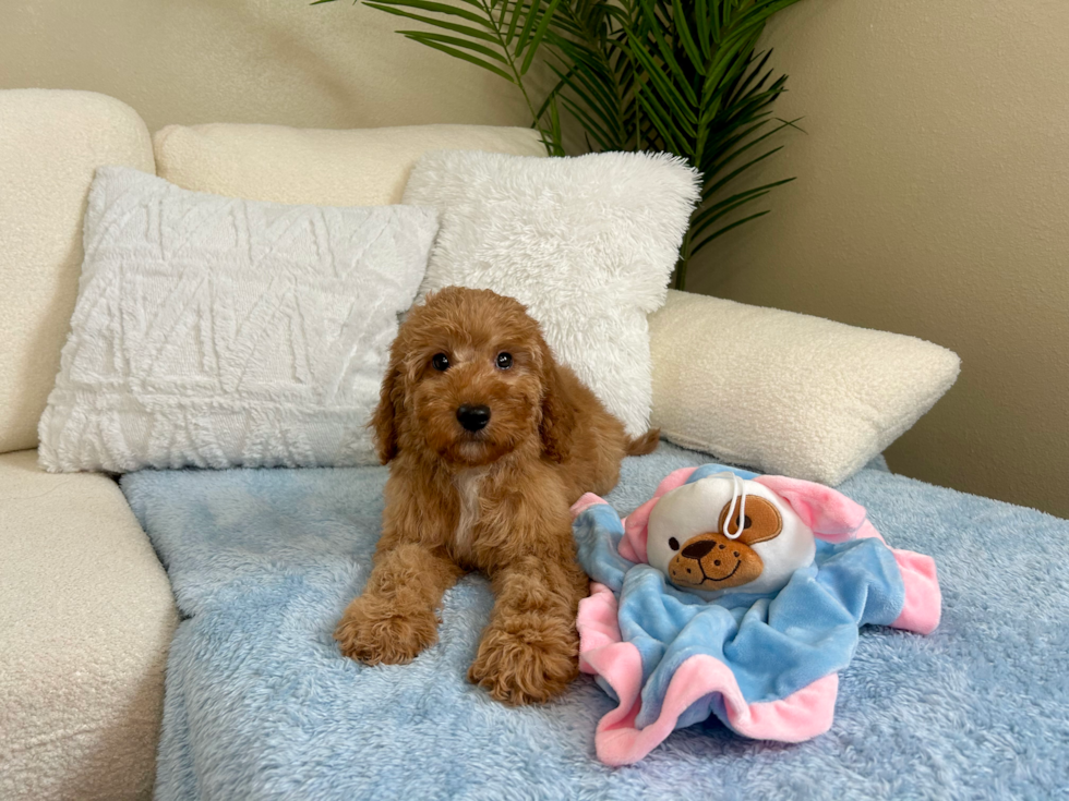 Mini Goldendoodle Pup Being Cute