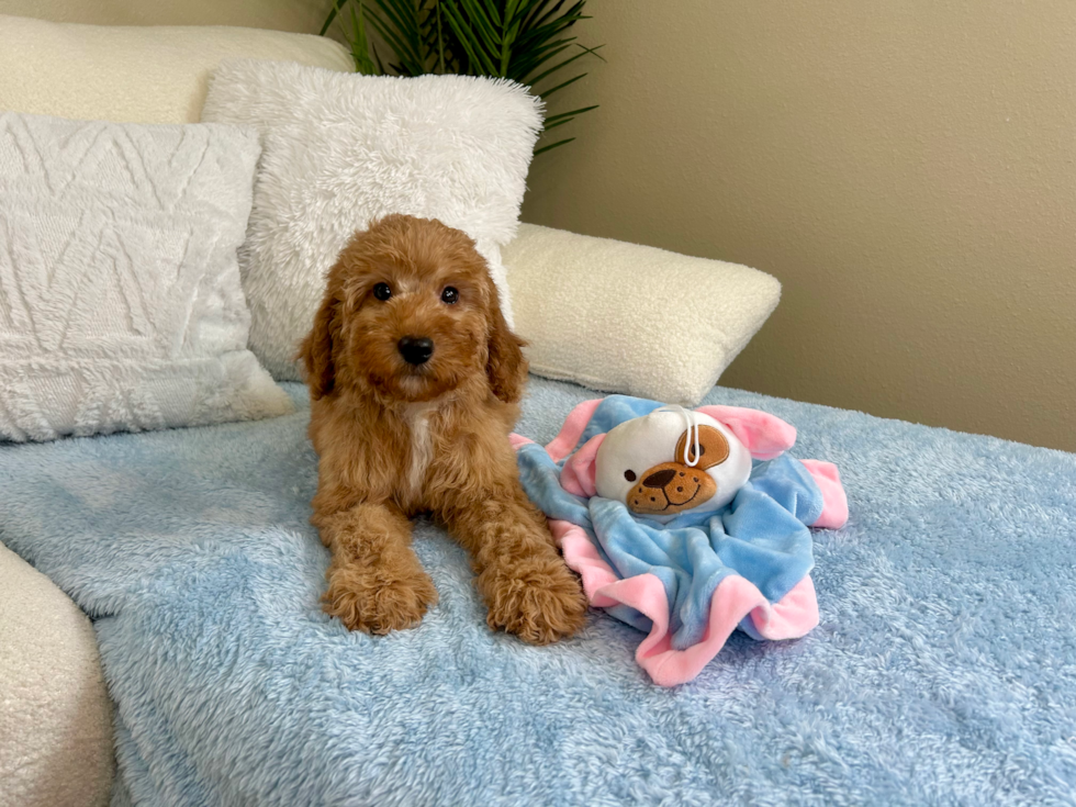 Mini Goldendoodle Puppy for Adoption