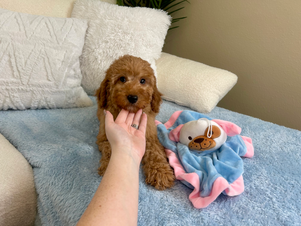 Cute Golden Retriever Poodle Mix Poodle Mix Puppy