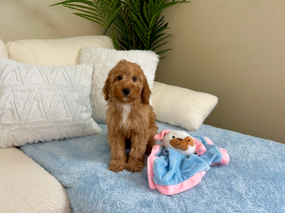 Cute Mini Goldendoodle Poodle Mix Pup