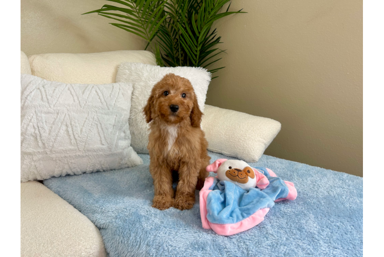 Mini Goldendoodle Pup Being Cute