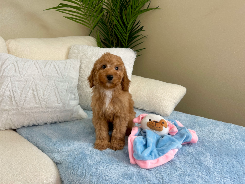 Mini Goldendoodle Pup Being Cute