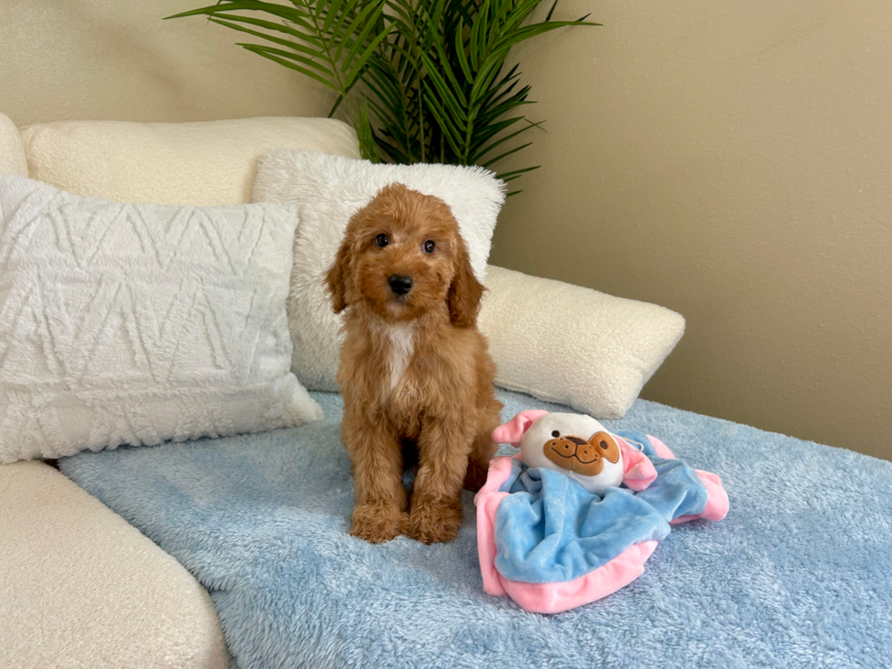 Mini Goldendoodle Pup Being Cute