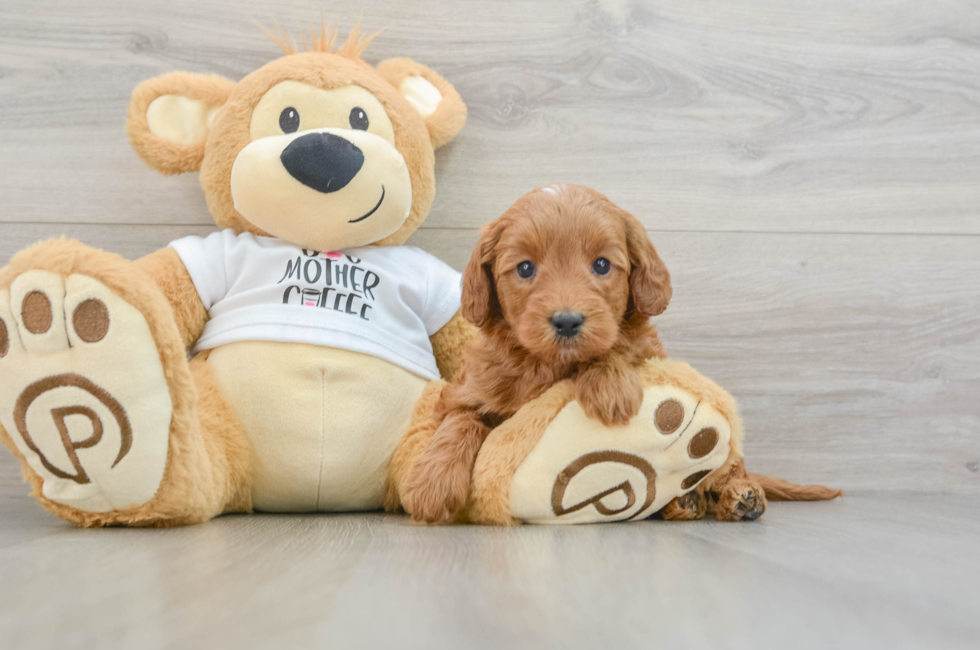 5 week old Mini Goldendoodle Puppy For Sale - Lone Star Pups